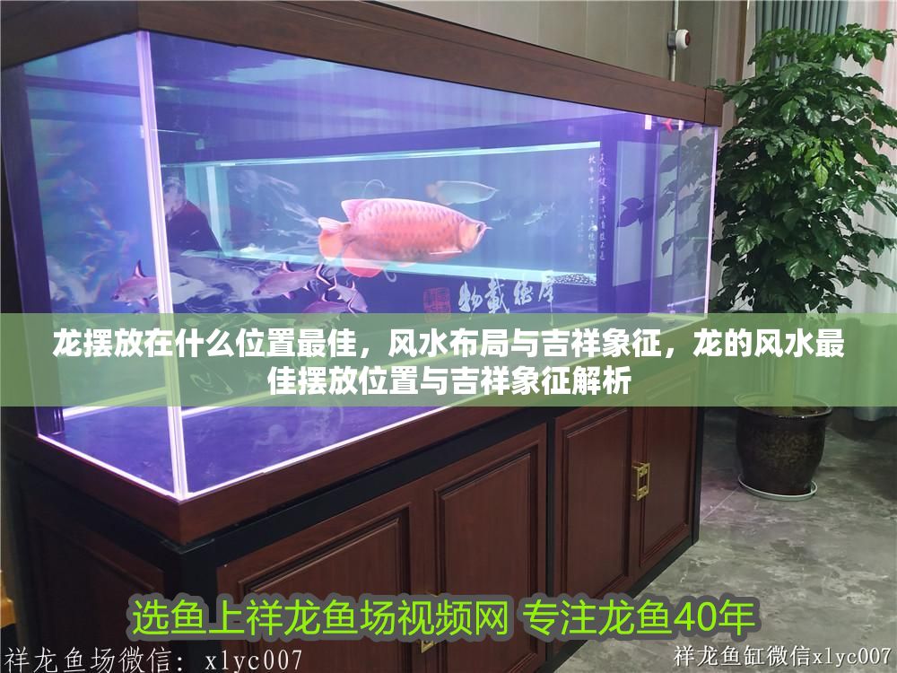 龍擺放在什么位置最佳，風水布局與吉祥象征，龍的風水最佳擺放位置與吉祥象征解析