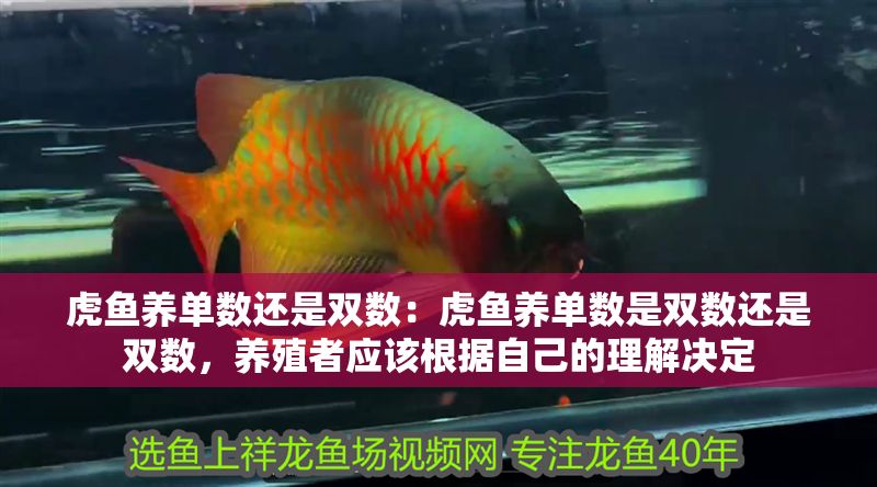 虎魚養單數還是雙數:虎魚養單數是雙數還是雙數,養殖者應該根據自己的理解決定 虎魚百科 第1張 虎魚養單數還是雙數:虎魚養單數是雙數還是雙數,養殖者應該根據自己的理解決定 虎魚養單數還是雙數:虎魚養單數是雙數還是雙數,養殖者應該根據自己的理解決定 虎魚百科 第1張