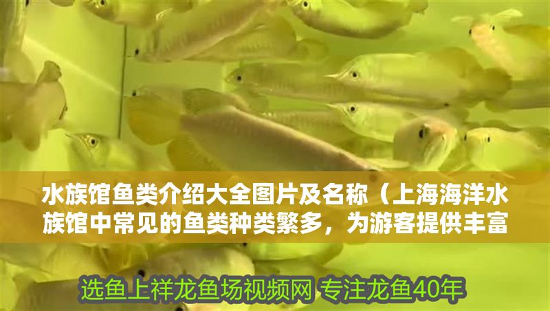 水族館魚類介紹大全圖片及名稱（上海海洋水族館中常見的魚類種類繁多，為游客提供豐富的視覺享受）