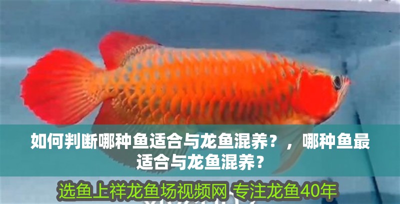 如何判斷哪種魚適合與龍魚混養(yǎng)？，哪種魚最適合與龍魚混養(yǎng)？