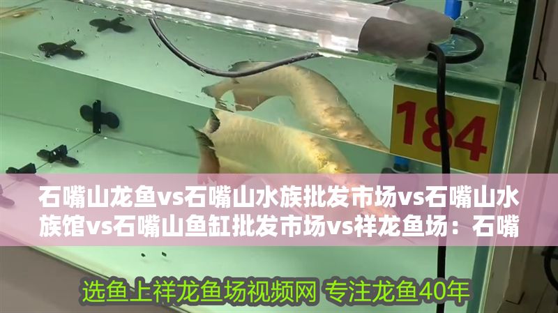 石嘴山龍魚vs石嘴山水族批發(fā)市場(chǎng)vs石嘴山水族館vs石嘴山魚缸批發(fā)市場(chǎng)vs祥龍魚場(chǎng)：石嘴山水族批發(fā)市場(chǎng)、魚缸批發(fā)市場(chǎng)、魚缸批發(fā)市場(chǎng)信息