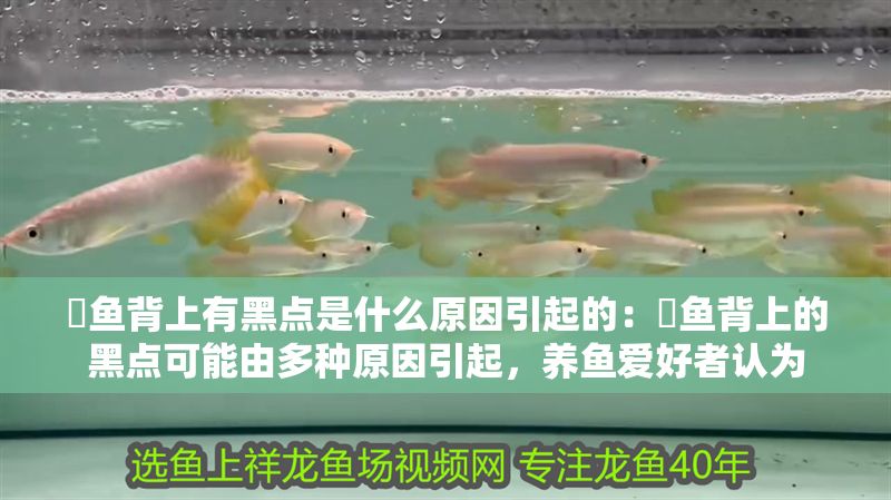 魟魚(yú)背上有黑點(diǎn)是什么原因引起的：魟魚(yú)背上的黑點(diǎn)可能由多種原因引起，養(yǎng)魚(yú)愛(ài)好者認(rèn)為
