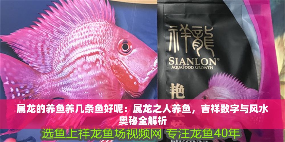 屬龍的養魚養幾條魚好呢：屬龍之人養魚，吉祥數字與風水奧秘全解析