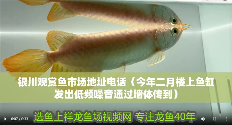 銀川觀賞魚市場地址電話（今年二月樓上魚缸發(fā)出低頻噪音通過墻體傳到）