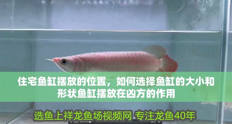 住宅魚缸擺放的位置，如何選擇魚缸的大小和形狀魚缸擺放在兇方的作用 住宅魚缸擺放的位置，如何選擇魚缸的大小和形狀魚缸擺放在兇方的作用 魚缸百科 第7張