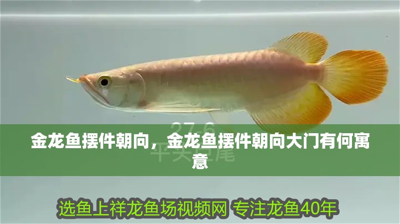 金龍魚擺件朝向，金龍魚擺件朝向大門有何寓意