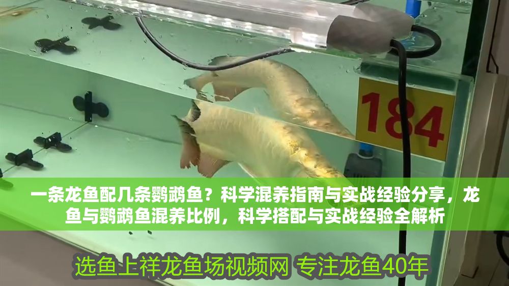 一條龍魚配幾條鸚鵡魚？科學混養指南與實戰經驗分享，龍魚與鸚鵡魚混養比例，科學搭配與實戰經驗全解析