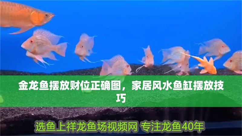 金龍魚擺放財位正確圖，家居風水魚缸擺放技巧