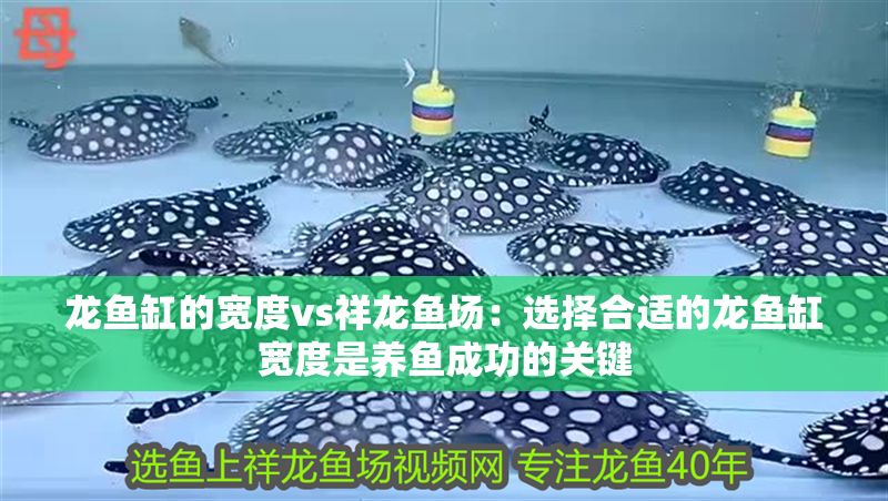 龍魚缸的寬度vs祥龍魚場：選擇合適的龍魚缸寬度是養魚成功的關鍵
