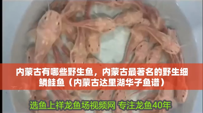 內(nèi)蒙古有哪些野生魚，內(nèi)蒙古最著名的野生細(xì)鱗鮭魚（內(nèi)蒙古達(dá)里湖華子魚譜）