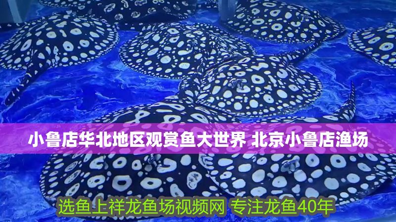 小魯店華北地區觀賞魚大世界 北京小魯店漁場