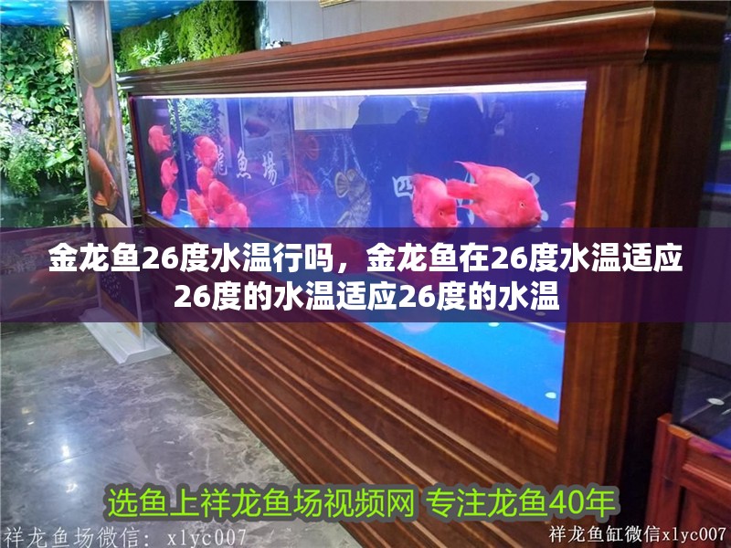 金龍魚26度水溫行嗎，金龍魚在26度水溫適應(yīng)26度的水溫適應(yīng)26度的水溫
