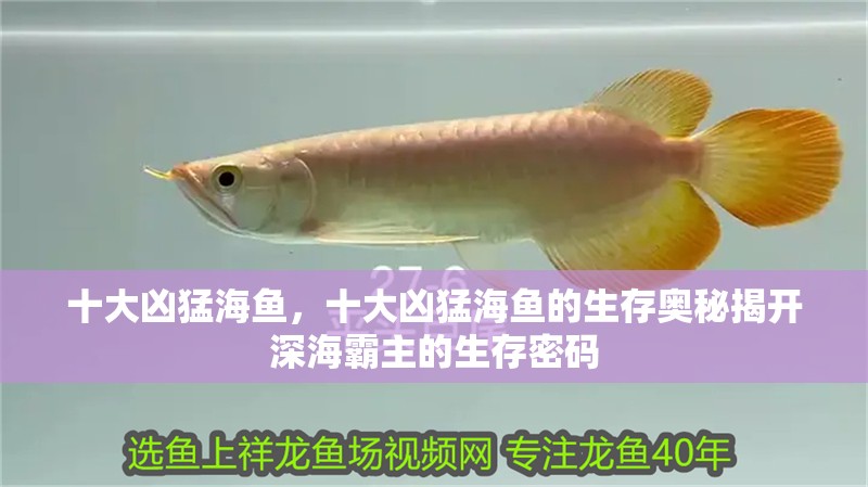 十大兇猛海魚，十大兇猛海魚的生存奧秘揭開深海霸主的生存密碼