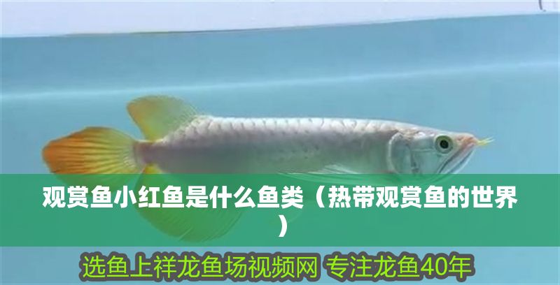 觀賞魚小紅魚是什么魚類（熱帶觀賞魚的世界）