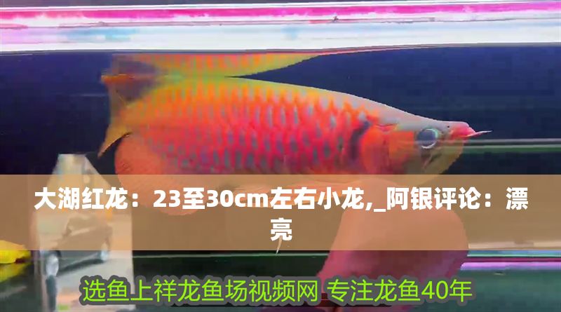 大湖紅龍：23至30cm左右小龍,_阿銀評論：漂亮