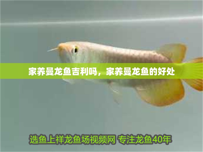 家養曼龍魚吉利嗎，家養曼龍魚的好處