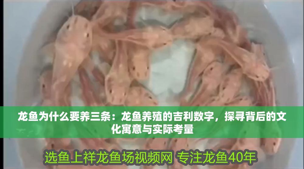 詳細閱讀:龍魚為什么要養三條:龍魚養殖的吉利數字,探尋背后的文化寓意與實際考量 龍魚為什么要養三條:龍魚養殖的吉利數字,探尋背后的文化寓意與實際考量