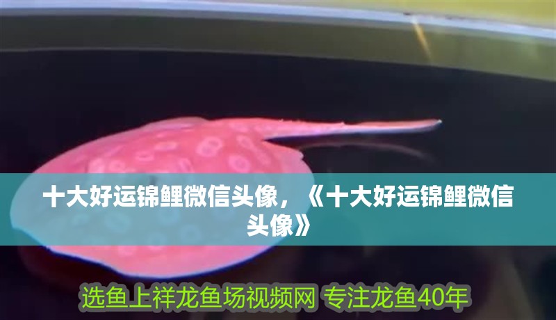 十大好運錦鯉微信頭像，《十大好運錦鯉微信頭像》