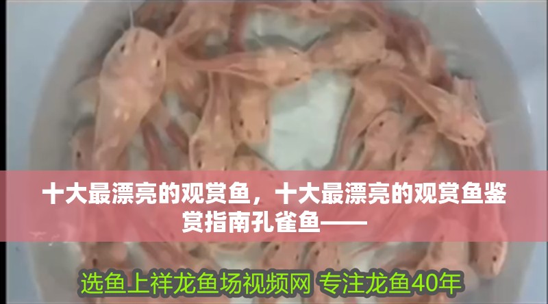 十大最漂亮的觀賞魚，十大最漂亮的觀賞魚鑒賞指南孔雀魚——