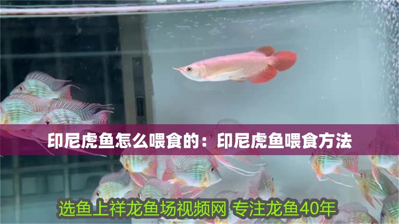 印尼虎魚怎么喂食的：印尼虎魚喂食方法