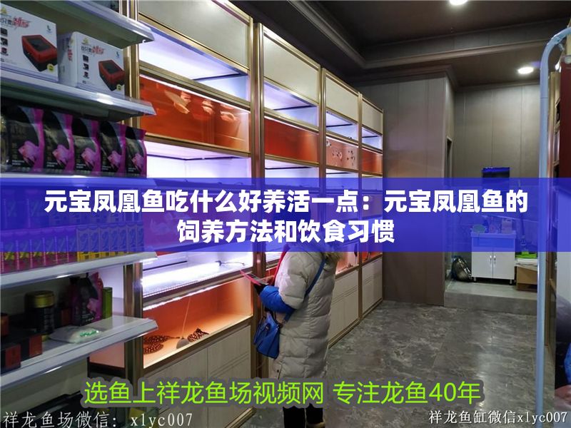 元寶鳳凰魚吃什么好養活一點：元寶鳳凰魚的飼養方法和飲食習慣