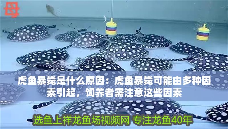 虎魚暴斃是什么原因：虎魚暴斃可能由多種因素引起，飼養者需注意這些因素