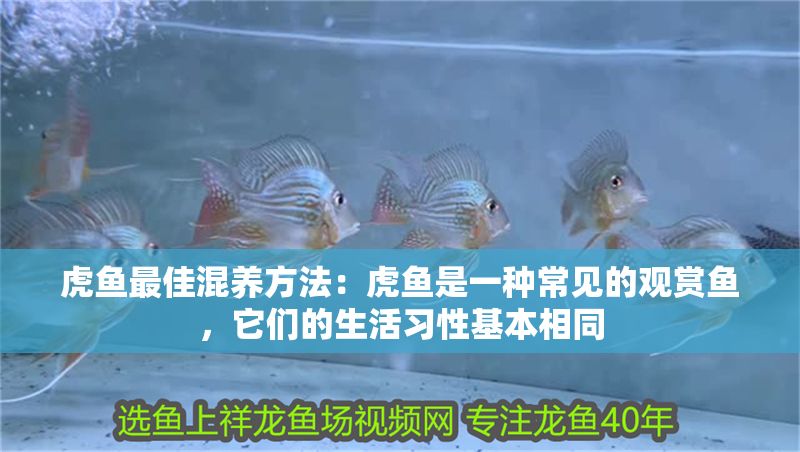虎魚最佳混養方法：虎魚是一種常見的觀賞魚，它們的生活習性基本相同