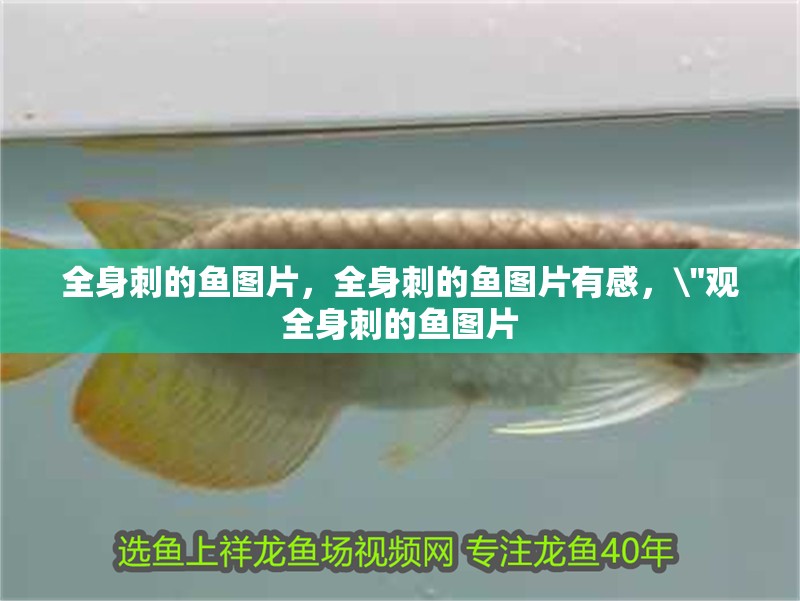 全身刺的魚圖片，全身刺的魚圖片有感，\