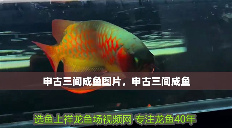 申古三間成魚圖片，申古三間成魚