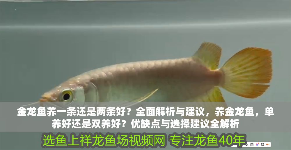 詳細(xì)閱讀:金龍魚養(yǎng)一條還是兩條好?全面解析與建議,養(yǎng)金龍魚,單養(yǎng)好還是雙養(yǎng)好?優(yōu)缺點(diǎn)與選擇建議全解析 金龍魚養(yǎng)一條還是兩條好?全面解析與建議,養(yǎng)金龍魚,單養(yǎng)好還是雙養(yǎng)好?優(yōu)缺點(diǎn)與選擇建議全解析