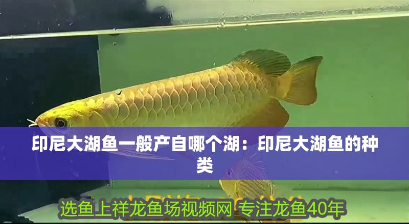 印尼大湖魚一般產(chǎn)自哪個(gè)湖：印尼大湖魚的種類