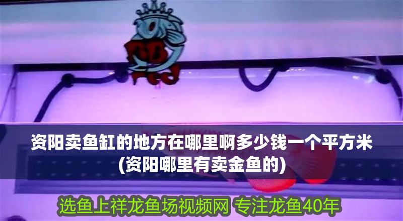 資陽賣魚缸的地方在哪里啊多少錢一個平方米(資陽哪里有賣金魚的)