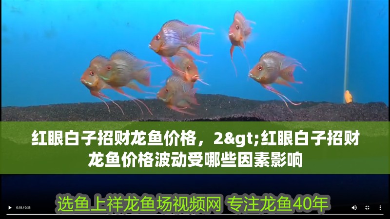 紅眼白子招財(cái)龍魚價(jià)格，2>紅眼白子招財(cái)龍魚價(jià)格波動(dòng)受哪些因素影響