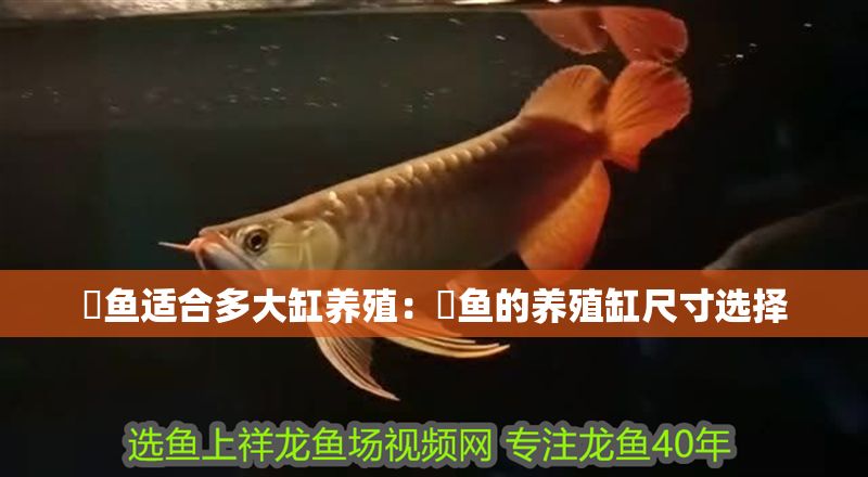 魟魚適合多大缸養(yǎng)殖：魟魚的養(yǎng)殖缸尺寸選擇