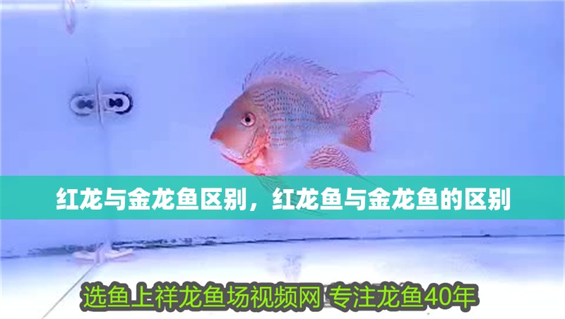 紅龍與金龍魚區別，紅龍魚與金龍魚的區別