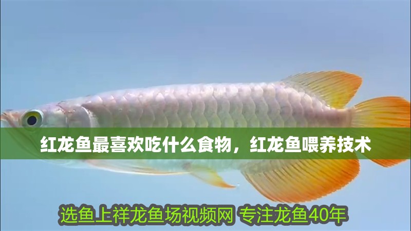 紅龍魚最喜歡吃什么食物，紅龍魚喂養技術