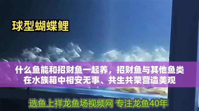 什么魚能和招財魚一起養，招財魚與其他魚類在水族箱中相安無事、共生共榮營造美觀