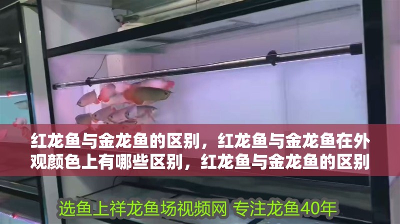 紅龍魚與金龍魚的區別，紅龍魚與金龍魚在外觀顏色上有哪些區別，紅龍魚與金龍魚的區別