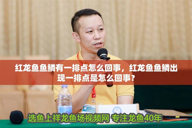 紅龍魚魚鱗有一排點怎么回事，紅龍魚魚鱗出現一排點是怎么回事？
