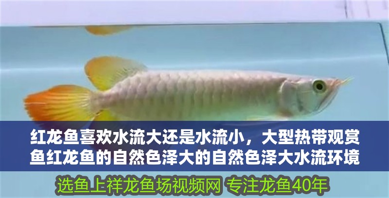 紅龍魚喜歡水流大還是水流小，大型熱帶觀賞魚紅龍魚的自然色澤大的自然色澤大水流環境