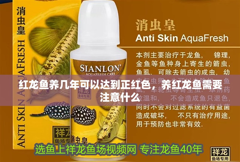 紅龍魚養幾年可以達到正紅色，養紅龍魚需要注意什么