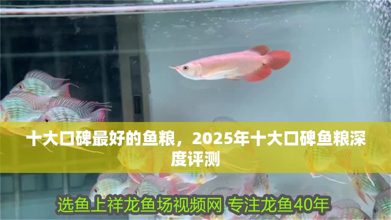 十大口碑最好的魚糧，2025年十大口碑魚糧深度評測