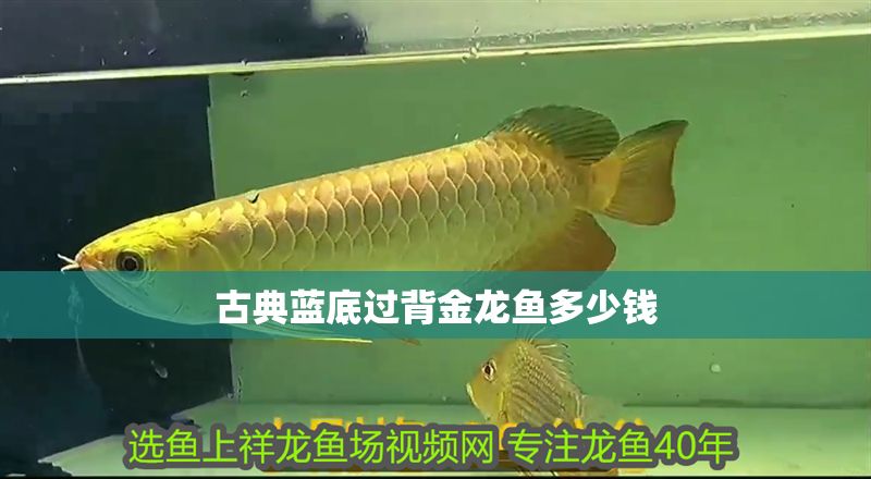 古典藍底過背金龍魚多少錢 古典藍底過背金龍魚多少錢 龍魚百科 第1張