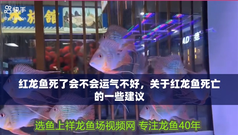 紅龍魚死了會不會運氣不好，關于紅龍魚死亡的一些建議