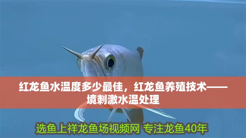 紅龍魚水溫度多少最佳，紅龍魚養殖技術——境刺激水溫處理