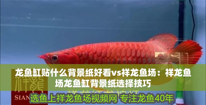 龍魚缸貼什么背景紙好看vs祥龍魚場:祥龍魚場龍魚缸背景紙選擇技巧 vs祥龍魚場 第1張 龍魚缸貼什么背景紙好看vs祥龍魚場:祥龍魚場龍魚缸背景紙選擇技巧 龍魚缸貼什么背景紙好看vs祥龍魚場:祥龍魚場龍魚缸背景紙選擇技巧 vs祥龍魚場 第1張