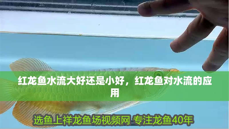 紅龍魚水流大好還是小好，紅龍魚對水流的應用