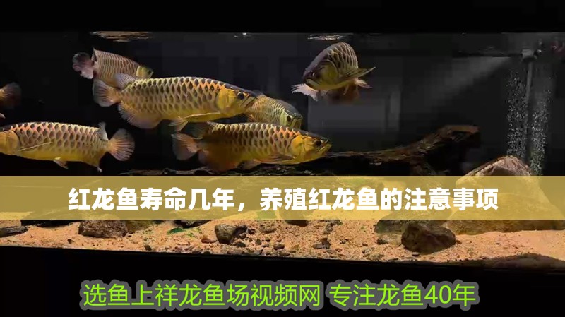 紅龍魚壽命幾年，養(yǎng)殖紅龍魚的注意事項(xiàng)
