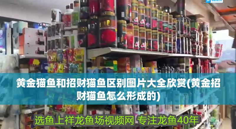 黃金貓魚和招財貓魚區別圖片大全欣賞(黃金招財貓魚怎么形成的) 黃金貓魚百科 第1張 黃金貓魚和招財貓魚區別圖片大全欣賞(黃金招財貓魚怎么形成的) 黃金貓魚和招財貓魚區別圖片大全欣賞(黃金招財貓魚怎么形成的) 黃金貓魚百科 第1張