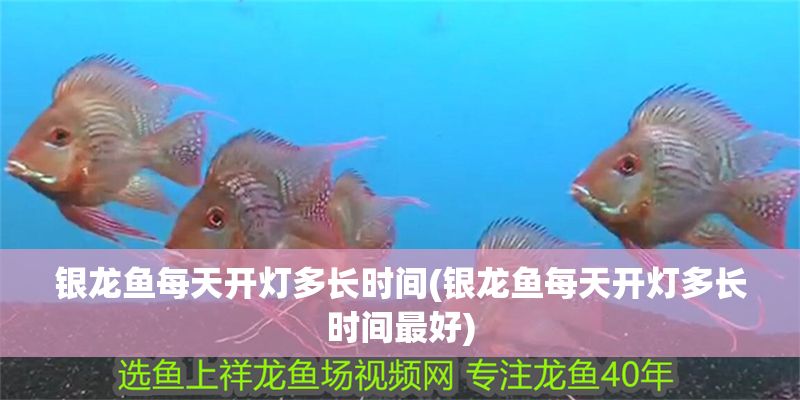 銀龍魚每天開燈多長時間(銀龍魚每天開燈多長時間最好)